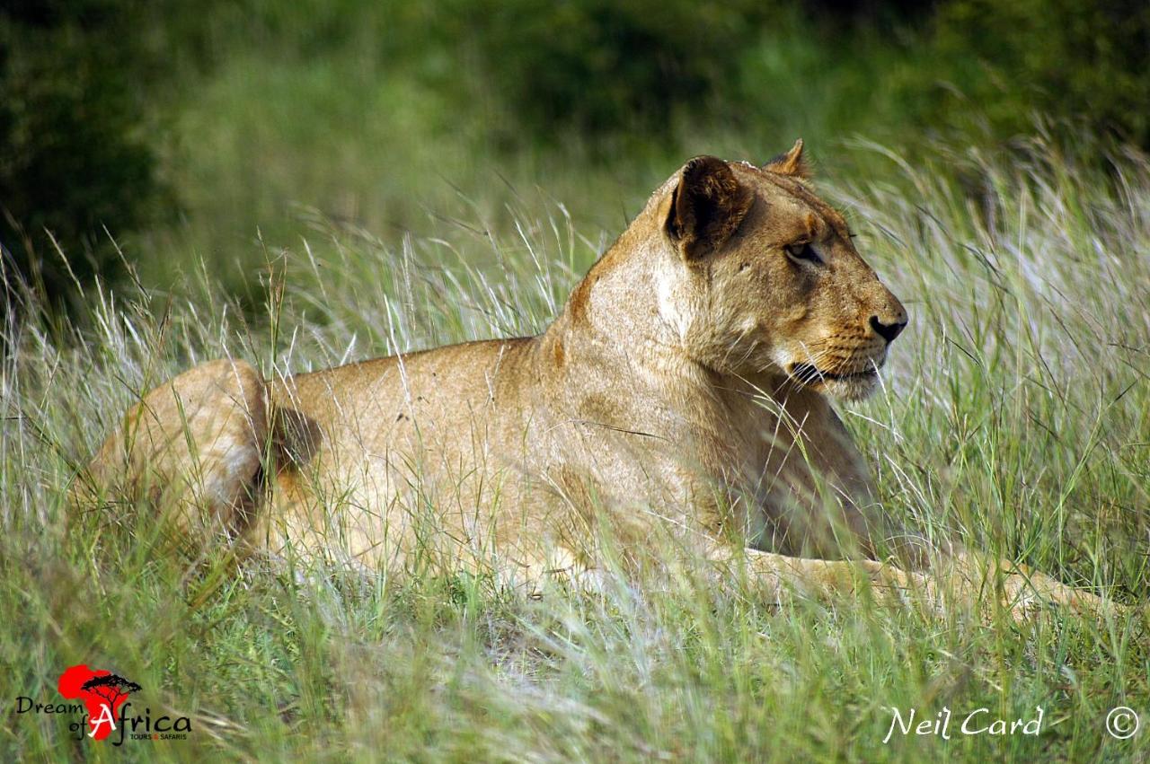 Dream Of Africa Bush Lodge Марлот-Парк Экстерьер фото
